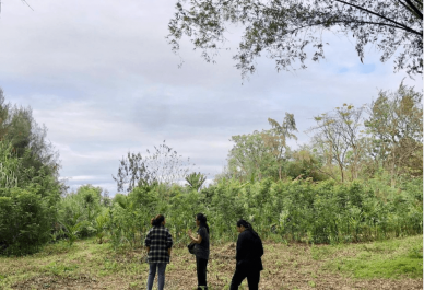 Permaculture farming in Hoi An